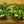 Load image into Gallery viewer, Hindu Rope Plant