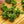 Load image into Gallery viewer, Hindu Rope Plant