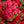 Load image into Gallery viewer, Hino Crimson Evergreen Azalea