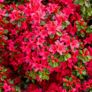 Hino Crimson Azalea