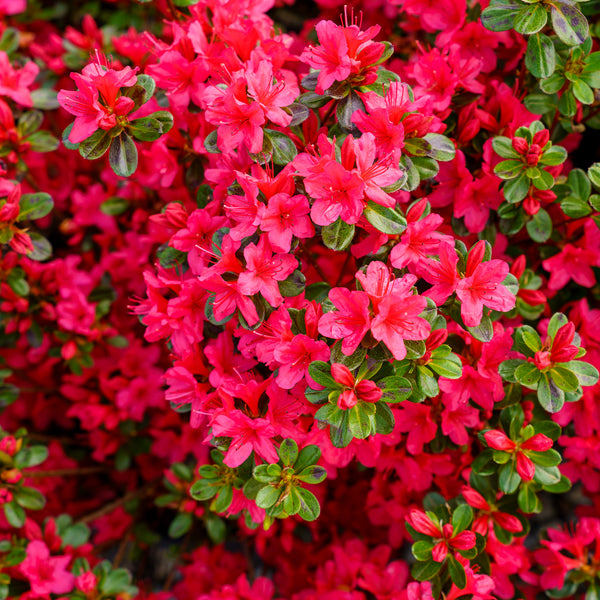 Hino Crimson Azalea