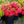 Load image into Gallery viewer, Hino Crimson Evergreen Azalea