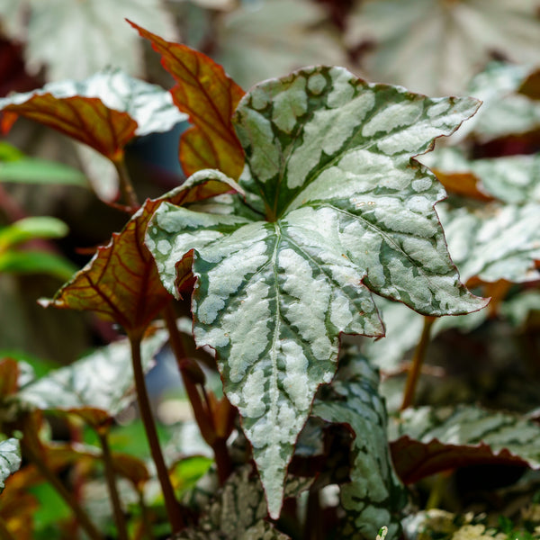 Jolly Holly Begonia
