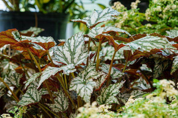 Jolly Holly Begonia