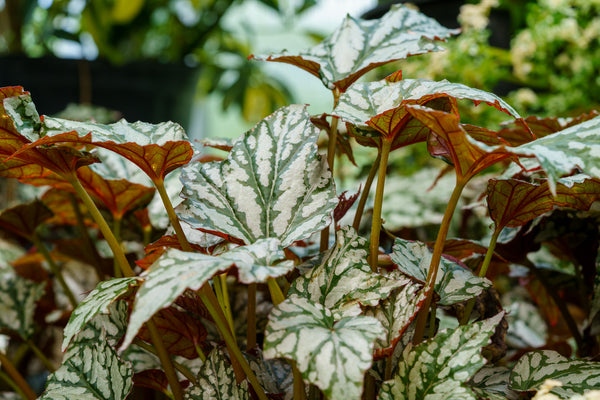 Jolly Holly Begonia