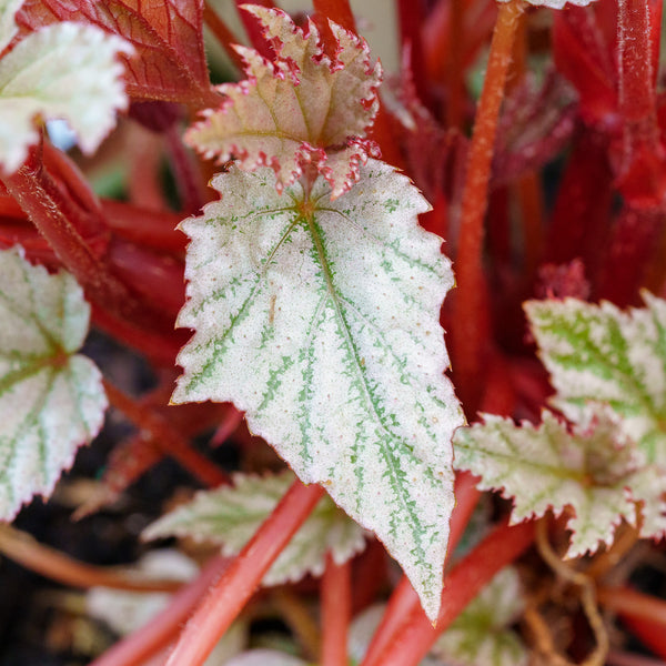 Silver Bells Begonia
