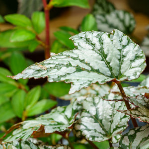 Silver Bells Begonia