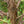 Load image into Gallery viewer, Hollywood Chinese Juniper