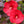 Load image into Gallery viewer, Holy Grail Hibiscus