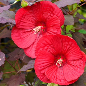 Holy Grail Hibiscus