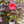 Load image into Gallery viewer, Holy Grail Hibiscus
