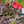 Load image into Gallery viewer, Holy Grail Hibiscus