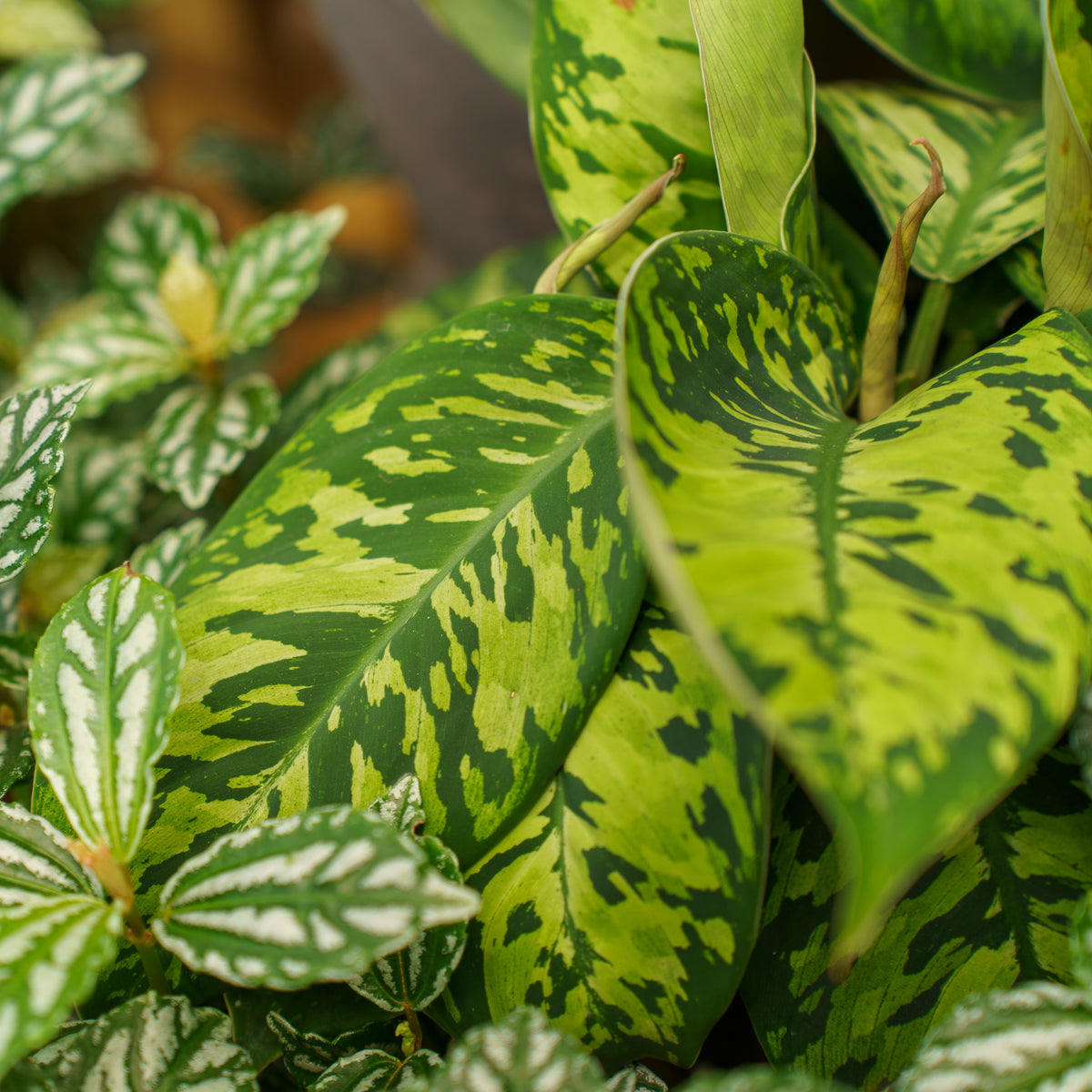 homalomena camouflage vs aglaonema Camouflage Plant – Plant Detectives