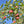 Load image into Gallery viewer, Honey Crisp Apple Tree - Apple - Fruit Trees