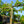 Load image into Gallery viewer, Honey Crisp Apple Tree - Apple - Fruit Trees