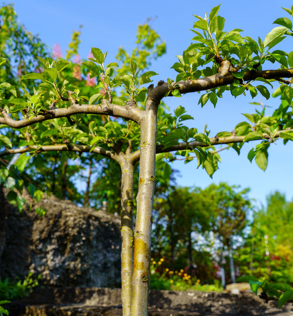 Honey Crisp Apple Tree - Apple - Fruit Trees