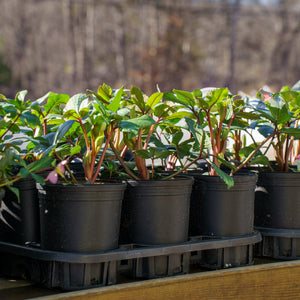 Honeyhill Joy Lenten Rose