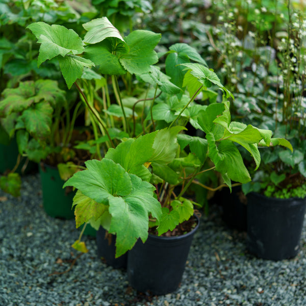 Honorine Jobert Anemone