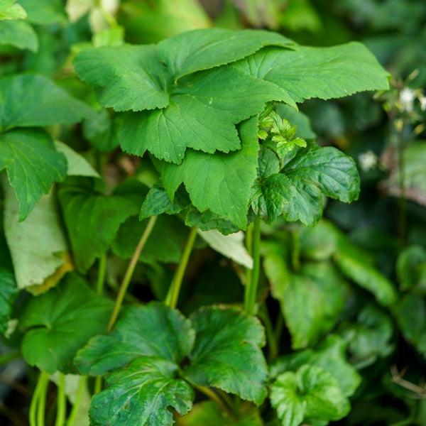 Honorine Jobert Anemone
