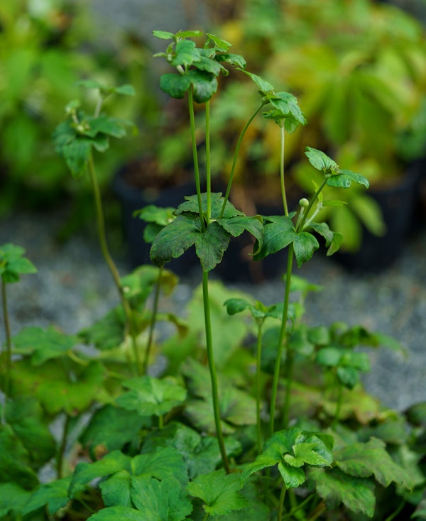 Honorine Jobert Anemone