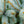 Load image into Gallery viewer, Hoopsii Colorado Spruce - Spruce - Conifers
