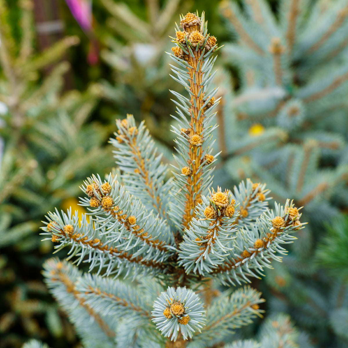 Hoop's Blue Spruce – Plant Detectives