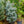 Load image into Gallery viewer, Hoopsii Colorado Spruce - Spruce - Conifers