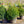 Load image into Gallery viewer, Hopkins Giant European Yew - Yew - Shrubs