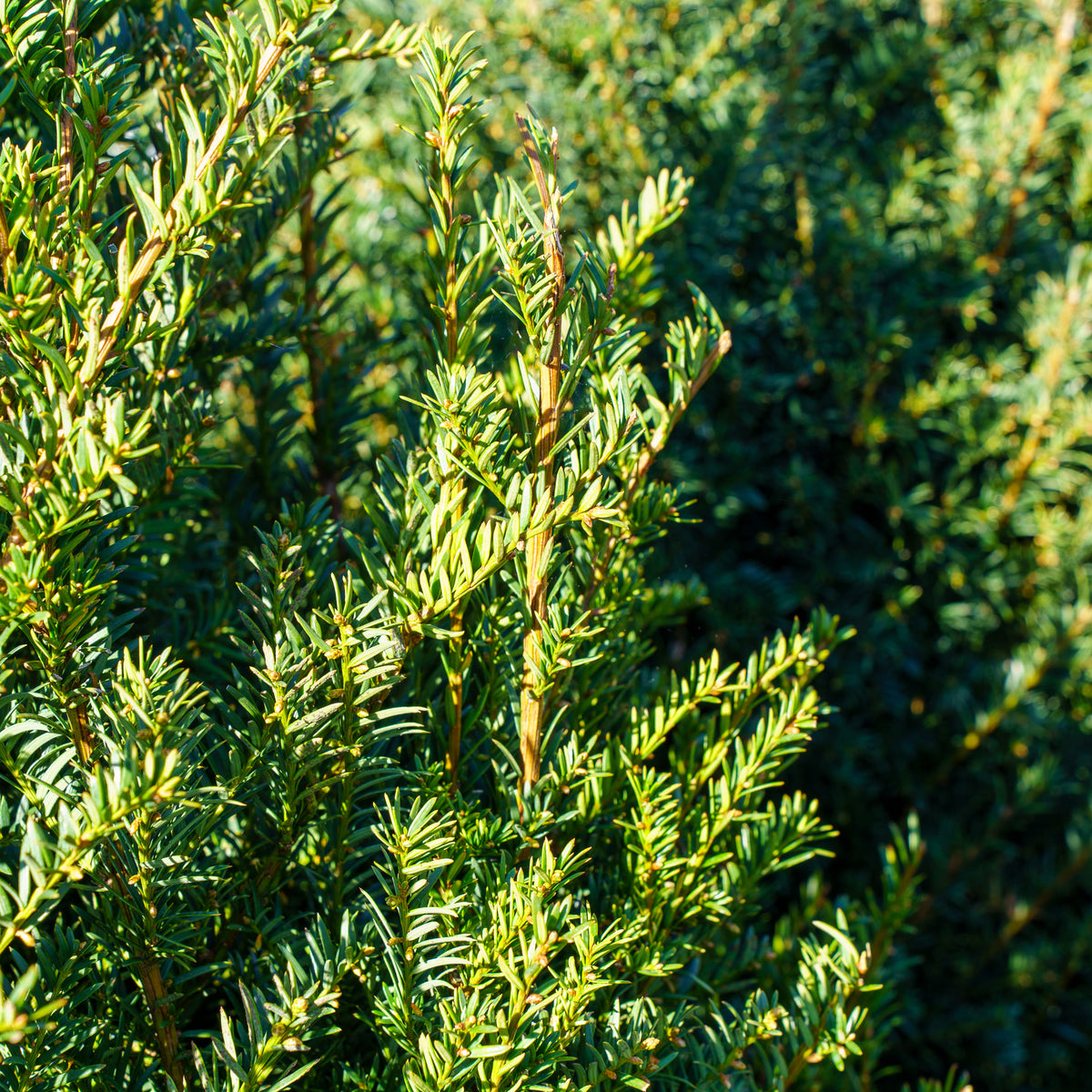 Hopken's Gigant English Yew – Plant Detectives
