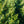 Load image into Gallery viewer, Hopkins Giant European Yew - Yew - Shrubs