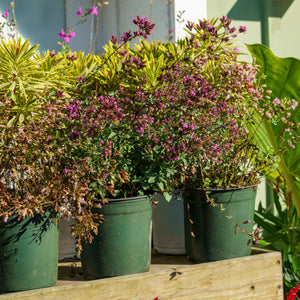 Hopley's Purple Oregano