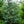 Load image into Gallery viewer, Horstmann Blue Atlas Cedar