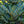 Load image into Gallery viewer, Horstmann's Siberlocke Korean Fir