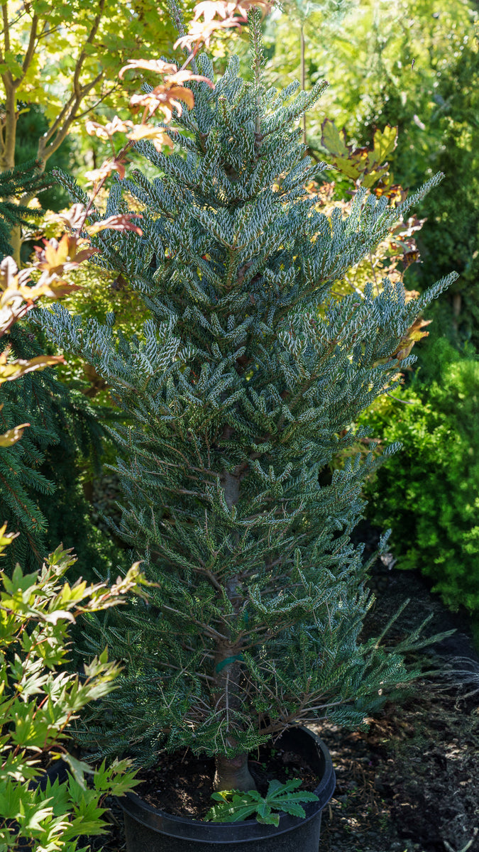 Horstmann's Silberlocke Korean Fir – Plant Detectives