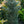 Load image into Gallery viewer, Horstmann's Siberlocke Korean Fir