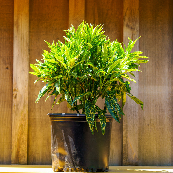 Hosoba Hoshifu Variegated Aucuba