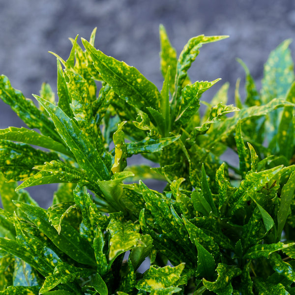 Hosoba Hoshifu Variegated Aucuba