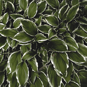 Regal Splendor Hosta - Hosta - Perennials