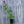 Load image into Gallery viewer, Hot Papaya Coneflower