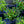 Load image into Gallery viewer, Ornamental Pepper