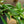 Load image into Gallery viewer, Wayetii Wax Plant