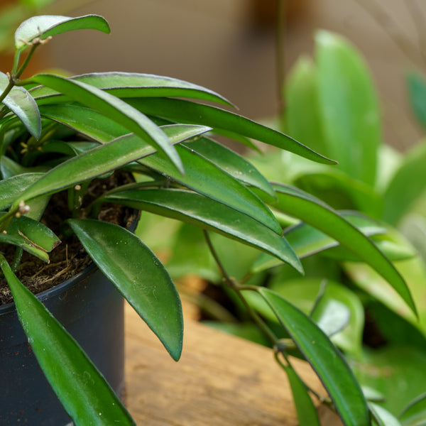 Wayetii Wax Plant