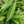 Load image into Gallery viewer, Wayetii Wax Plant