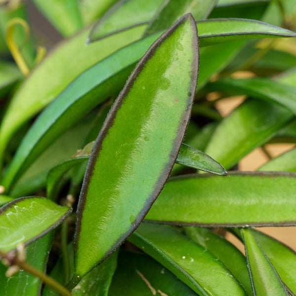 Wayetii Wax Plant