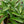 Load image into Gallery viewer, Wayetii Wax Plant