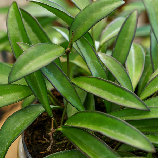 Wayetii Wax Plant