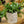 Load image into Gallery viewer, Wayetii Wax Plant