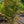 Load image into Gallery viewer, Hubb's Red Willow Japanese Maple