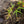 Load image into Gallery viewer, Hubb's Red Willow Japanese Maple