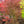 Load image into Gallery viewer, Hubb's Red Willow Japanese Maple
